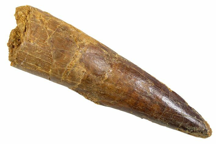 Fossil Spinosaurus Tooth - Real Dinosaur Tooth #345907